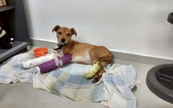 Se busca familia para Spik, un cachorro de cinco meses