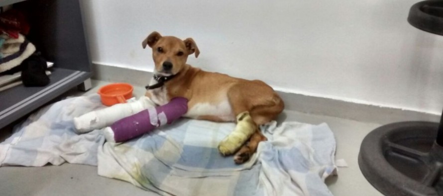 Se busca familia para Spik, un cachorro de cinco meses