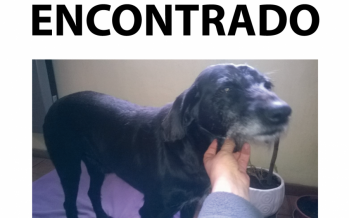 Buscan a su dueño: fue encontrado en las 5 esquinas