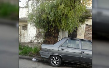 Periodismo ciudadano: solicitan el retiro de un árbol en Madero al 2100