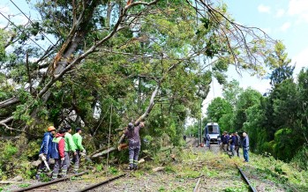 Remueven un árbol caído sobre las vías del Tren de la Costa