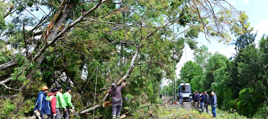 Remueven un árbol caído sobre las vías del Tren de la Costa
