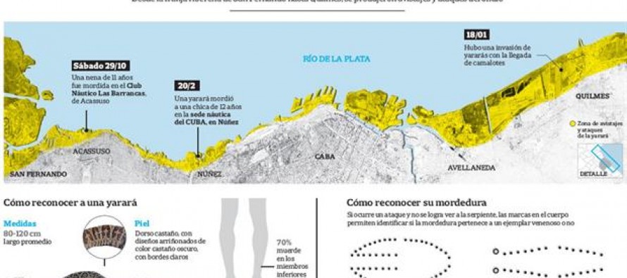 Alerta en la ribera: se multiplican los avistajes de yararás