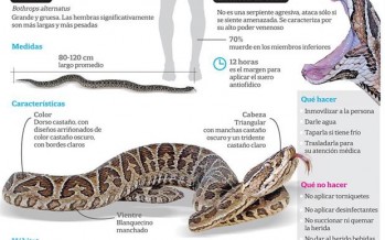 Cómo actuar en caso de un ataque de una serpiente yarará
