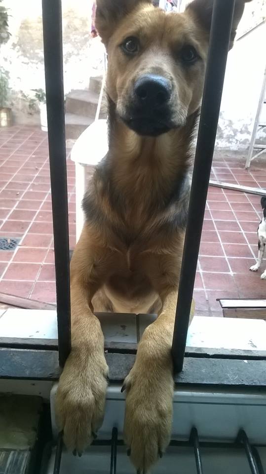 Perro perdido