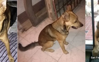 Ayudanos a encontrar a Feroz