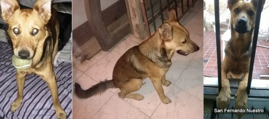 Ayudanos a encontrar a Feroz
