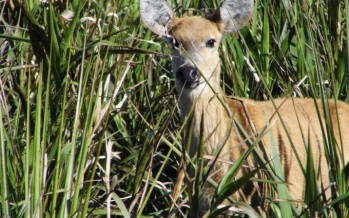 Detuvieron a tres cazadores furtivos del Ciervo de los Pantanos