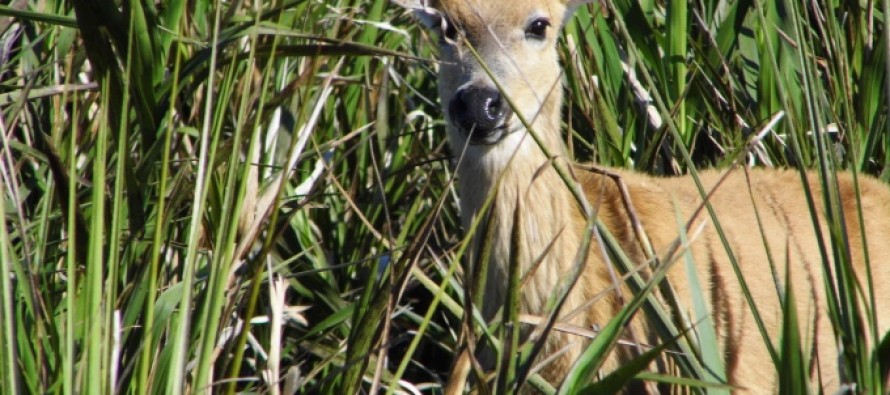 Detuvieron a tres cazadores furtivos del Ciervo de los Pantanos