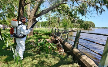 Precauciones frente a los mosquitos y las “mariposas negras”