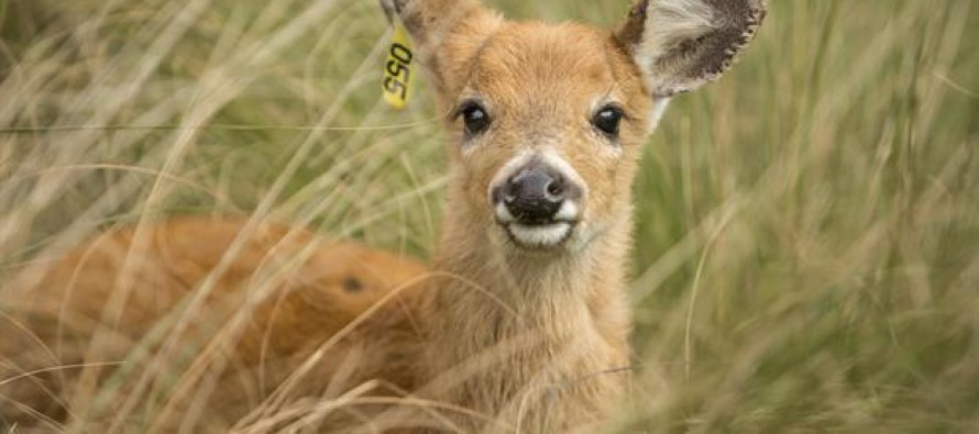 Liberan a un ciervo de los pantanos en el delta del Paraná
