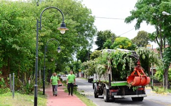 Poda correctiva en el Paseo Aeróbico Brandsen