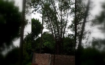 Periodismo ciudadano: reclamo por un árbol en la colectora de Acceso