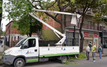 Trabajos de poda correctiva en Virreyes Oeste
