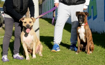 La pitbull Agustina encontró un nuevo hogar