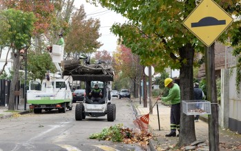 Continúan los trabajos de poda correctiva