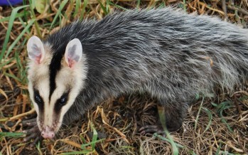 El avance de la urbanización perjudica la biodiversidad en el Delta