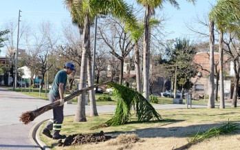 Nuevas palmeras en la Plaza de los Inmigrantes Italianos