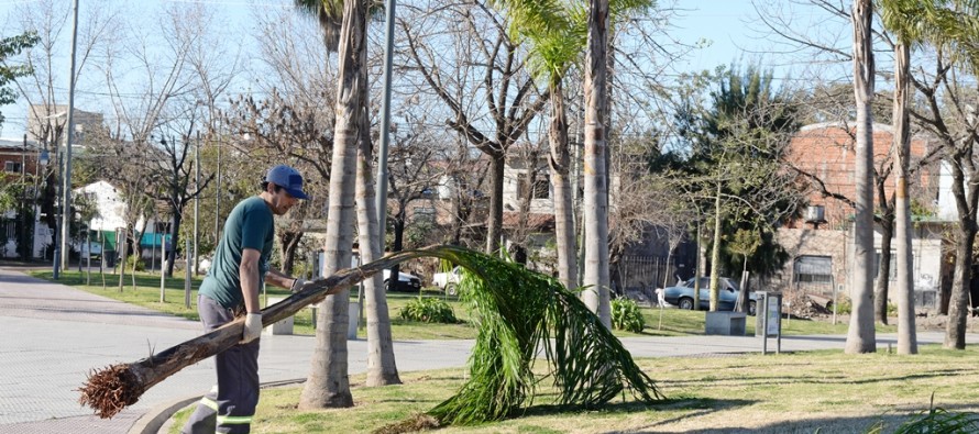 Nuevas palmeras en la Plaza de los Inmigrantes Italianos