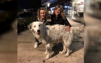 Apareció Eros, el perro que se había perdido en Virreyes