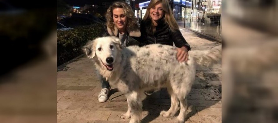 Apareció Eros, el perro que se había perdido en Virreyes