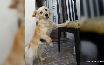 Ayudanos a encontrar a Doris