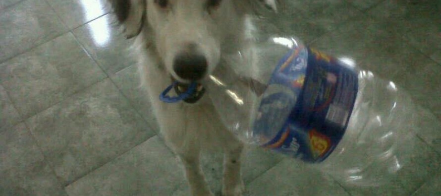 Buscamos a Eros en Virreyes: tiene epilepsia y está bajo tratamiento