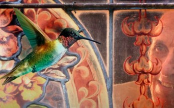 La mirada del colibrí, un documental sobre los humedales de la cuenca baja del río Luján