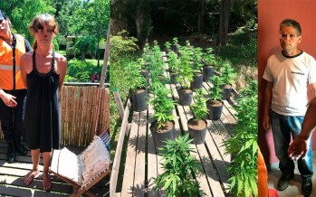 Hallan 150 plantas de marihuana en el Delta