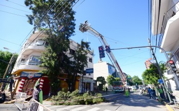 Mantenimiento forestal con poda preventiva en Sarmiento y Perón