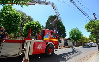 Intervención preventiva sobre árboles antiguos de nuestra ciudad