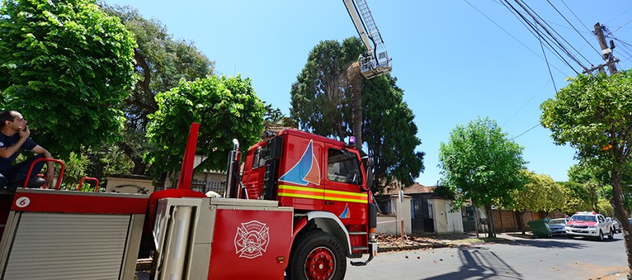 Intervención preventiva sobre árboles antiguos de nuestra ciudad