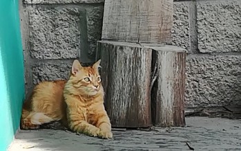 El Quirófano Móvil de Zoonosis estará esta semana en el Poli N°3, en la estación Victoria y en Carupá