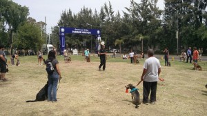 Taller de adiestramiento