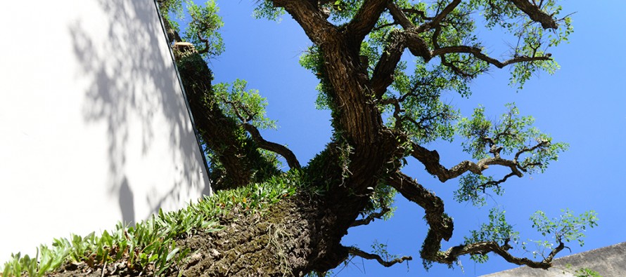 Recuperan el ceibo de 200 años de la Escuela N° 1