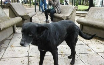 Un hogar para Chango: acompañó a su dueño que falleció en el Cordero y buscan adoptante