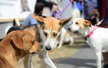 En nuestra ciudad durante 2017 se castraron 6700 animales