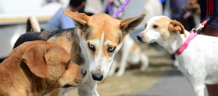En nuestra ciudad durante 2017 se castraron 6700 animales