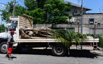 Ya se plantaron 5.500 palmeras en nuestra ciudad