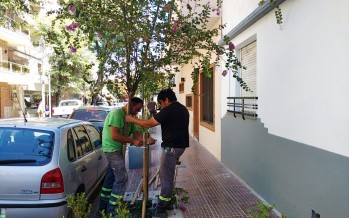Tareas de cuidado y mantenimiento de crespones en Victoria