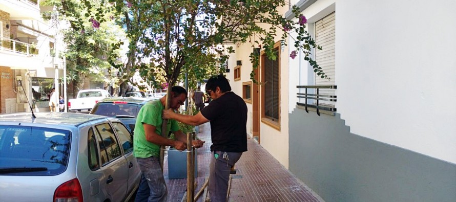 Tareas de cuidado y mantenimiento de crespones en Victoria