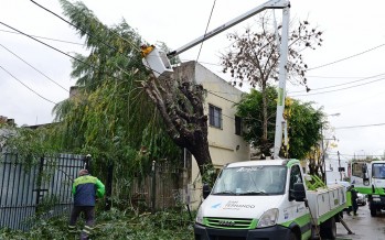 Caída de un árbol sobre un tendido eléctrico en la calle Sarratea