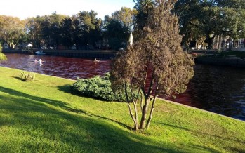 Río Tigre rojo: se sospecha un vuelco clandestino o la presencia de algas rojas