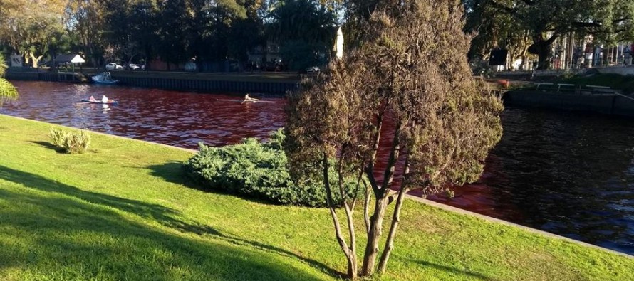 Río Tigre rojo: se sospecha un vuelco clandestino o la presencia de algas rojas