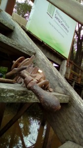 Museo Isleño de Biblioteca Genoveva