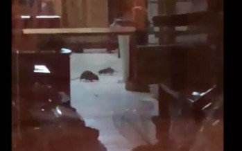 Denuncia por roedores en una panadería de la avenida Perón