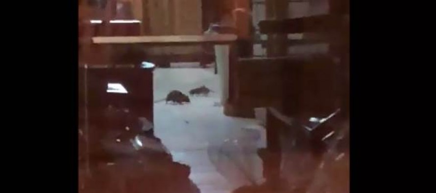 Denuncia por roedores en una panadería de la avenida Perón