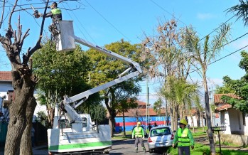 Hasta fines de agosto continuará la poda correctiva en nuestra ciudad