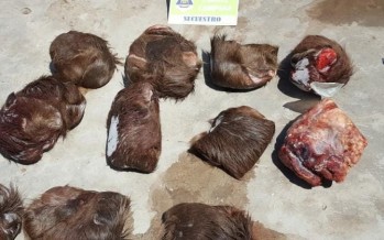 Detuvieron a una mujer que ofrecía por Facebook caza deportiva del Ciervo de los Pantanos