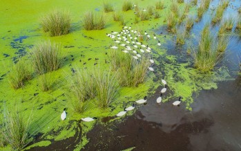 Se creó el Parque Nacional Ciervo de los Pantanos